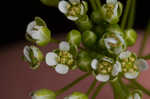 Roadside pennycress 